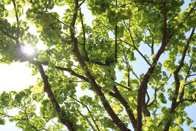 皆様、いかがお過ごしでしょうか。