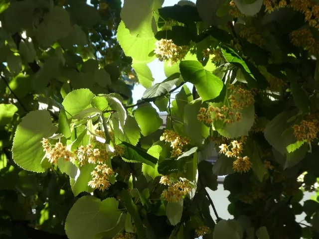 こんにちは、カレー食堂コモやんです。